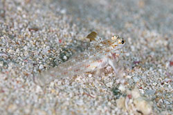 BD-111127-Raja-Ampat-5389-Fusigobius-longispinus.-Goren.-1978-[Orange-spotted-sand-goby].jpg